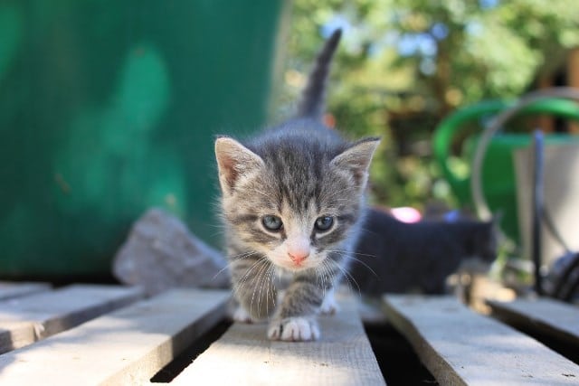 Rever De Chaton Interpretations Exactes Du Reve De Chaton