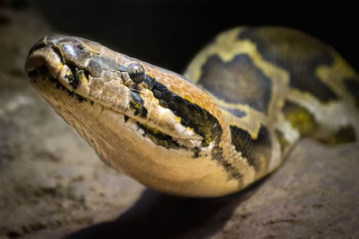 Pourquoi Rêver De Serpent Sens Et Interprétation Du Rêve