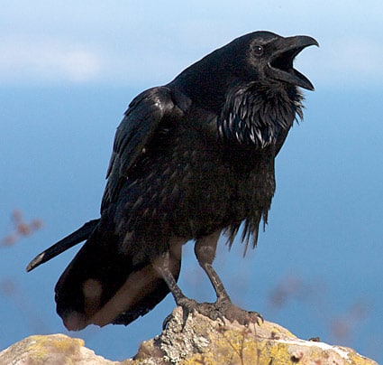 Rêver De Corbeau Interprétations Exactes Du Rêve De Corbeau