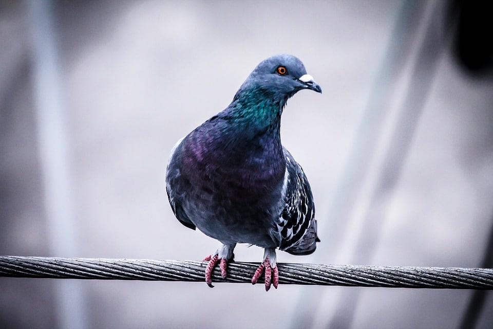 Rêver De Pigeon En Islam Sens Et Interprétation Rêves Islam